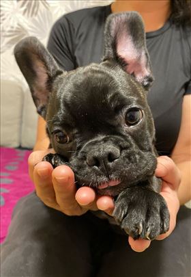 Francuski buldog, š