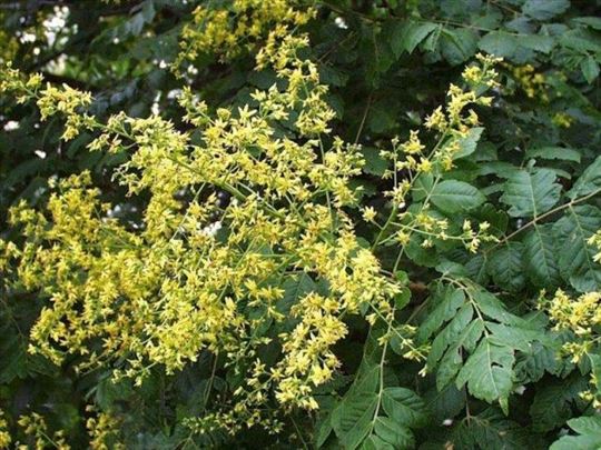 Kelreuterije (Koelreuteria paniculata)