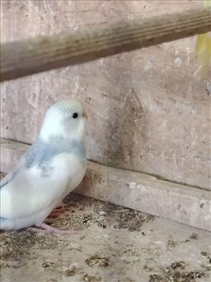 Mlade zdrave tigrice