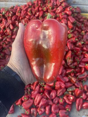 Seme paprike ajvaruše