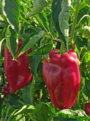 ПРОДАЈА СЕМЕНА ПАПРИКЕ АЈВАРУШЕ – ВИСОК КВАЛИТЕТ