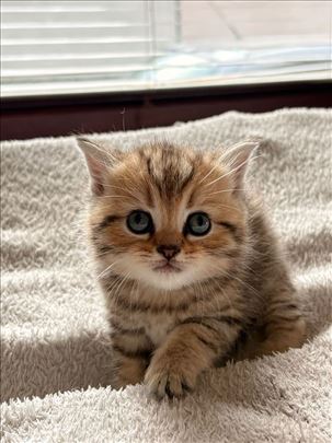 Škotski fold, mače