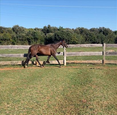 Englez-kastrat Molto Bene (2019.)