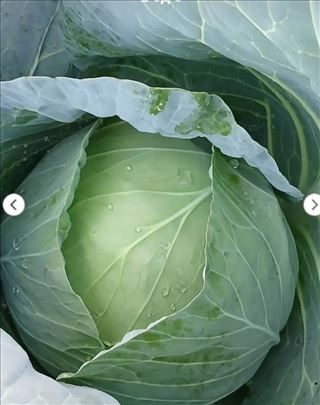 Kupus I klase ribani i na glavice na veliko i malo