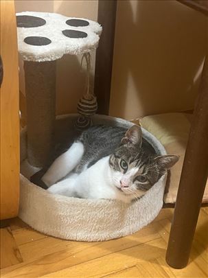 Prelepi predator Mališa iz Beograda 