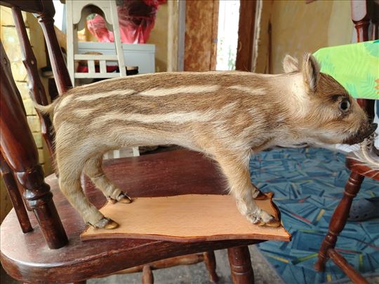 Preparirano divlje prase