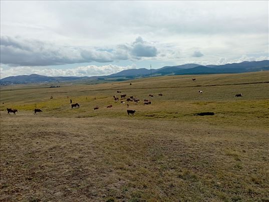 Prodaja Hereford goveda