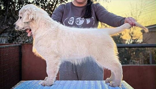 Zlatni retriver Prelepi štenci