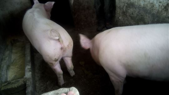 dve debele svinje170-200kg  i prasici