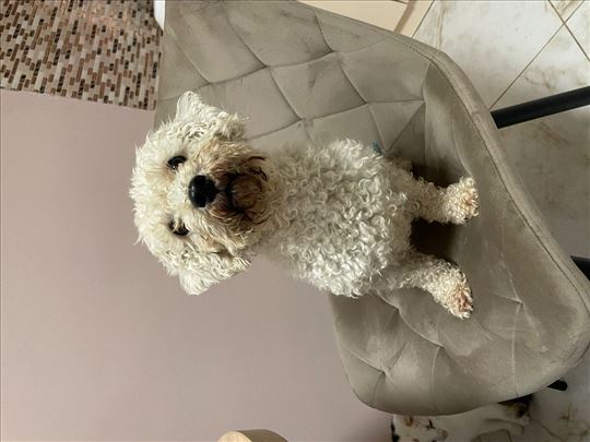 Kovrdžavi bišon, odrastao pas