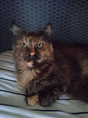 Maine Coon, odrasla mačka