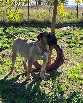 Na poklon Bul Mastif star oko 2 godine