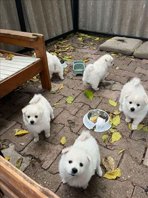 Nemački špic, štene