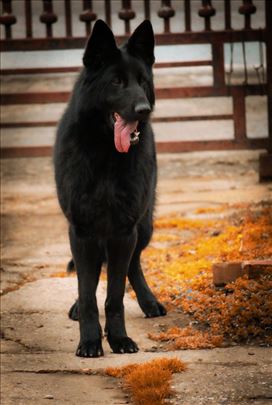 Poklanjamo dva odrasla psa nemačkog ovčara 