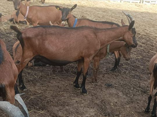 Prodajem domaće koze – mlade i zdrave