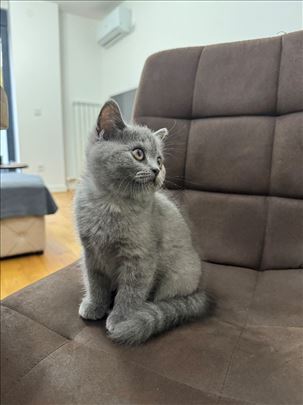 Škotska straight zenka