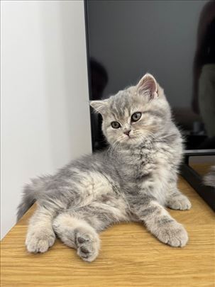 Škotska straight ženkica