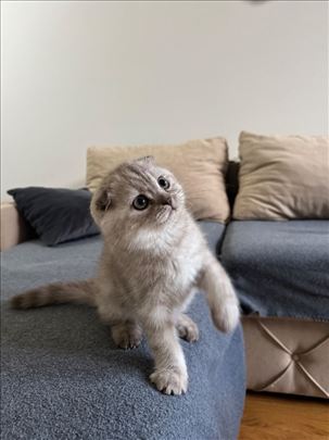 Škotski fold, mače