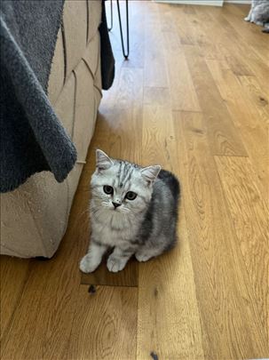 Škotska straight ženka