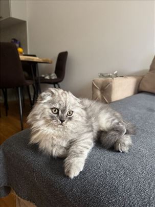 Škotski fold, mače