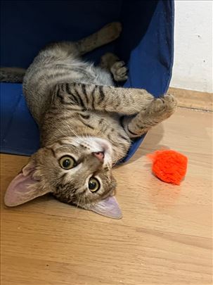 Udomlajva se Bata, Beogradsko mače