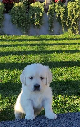 Zlatni retriver, štene