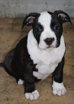 Američki stafordski terijer, štene