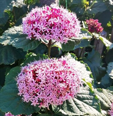 Sadnice Meksičke Hortenzije 