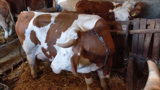 Visoko mlečne umaticene krave