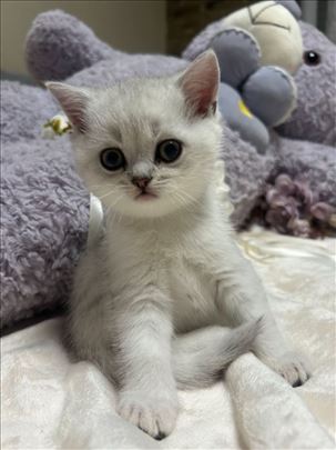 Britanska kratkodlaka, mače