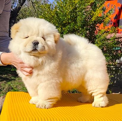 Čau-čau ( chow-chow) stene-muzjak