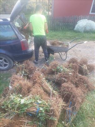 Na prodaju sadnice maline Fertodi,Glen, Vilamet I