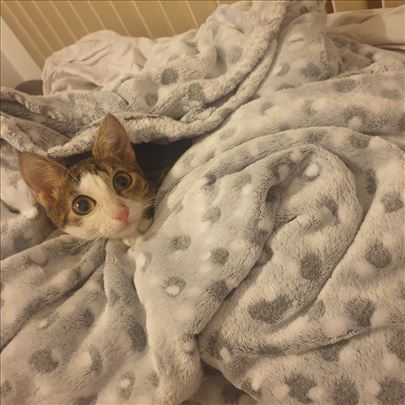 Poklanjamo umiljate mačiće i mačke, vakcinisane