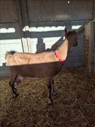 Prodajem alpsku kozu 