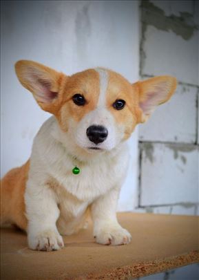 Welsh Corgi Pembroke štenci