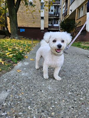 Kovrdžavi bišon muzjak za parenje