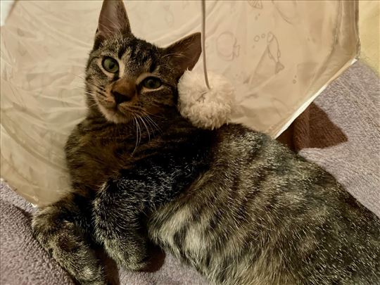 Najsladji mališa traži dom