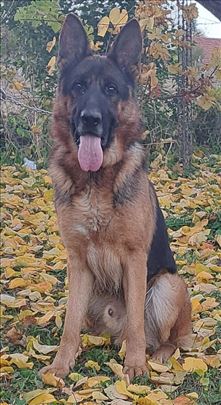 Nemački ovčar slobodan za parenje