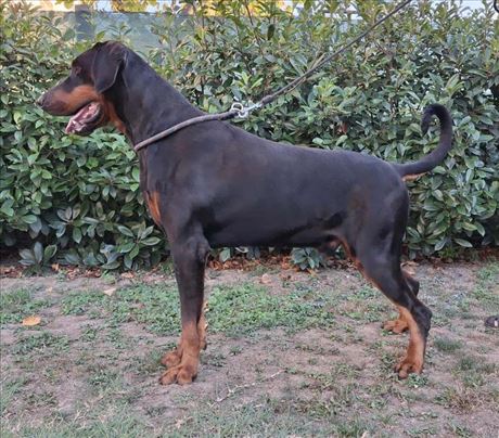 Top mužjak spreman za parenje