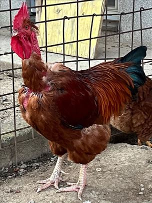 Petao Banatski golosijan