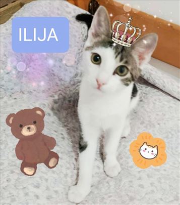 Prelepi macici traze svoje domove - Bg/NS/Pa