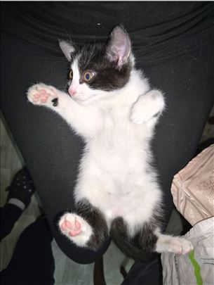 Udomljava se preslatko mače!