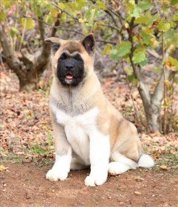 Američka akita žensko štene