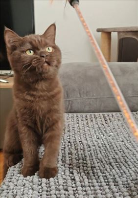 Britanska kratkodlaka, mače