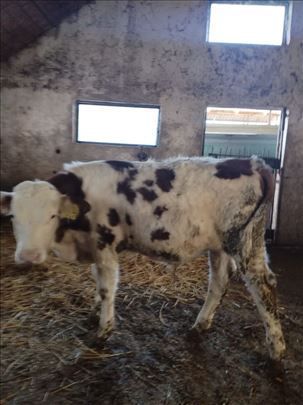 ДВА ТЕЛЕТА НА ПРОДАЈУ