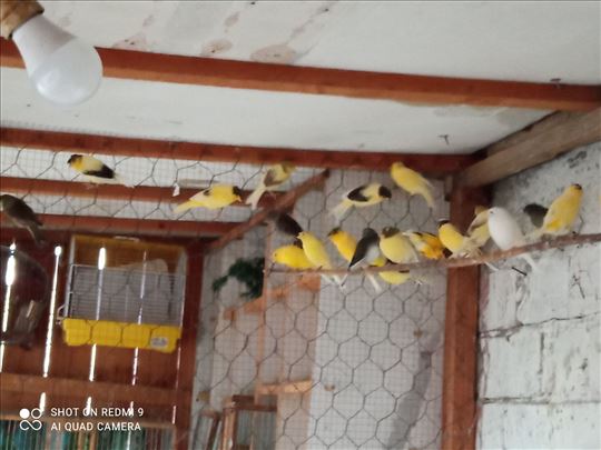 Kanarinci slavujari i timbrado