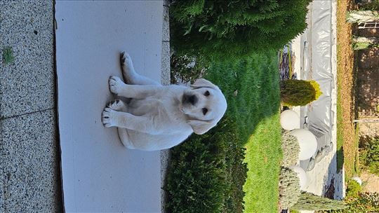 Labrador retriver, štene