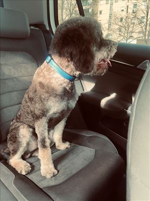 Lagoto romanjolo, mlad pas