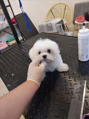 Maltezeri, mini ili patuljasti tea cup