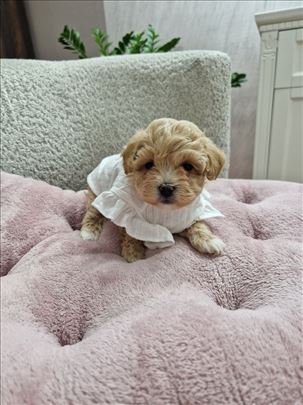 Maltipoo tiny bebe